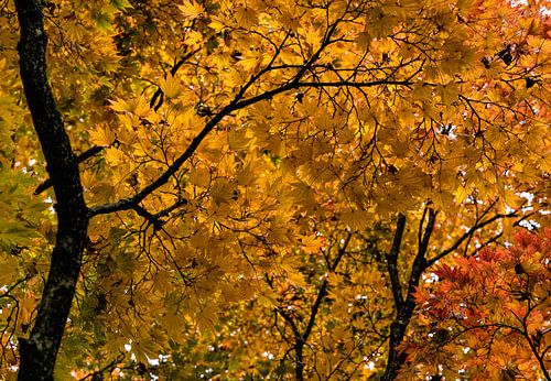 herfstbladeren in warm geel en rood
