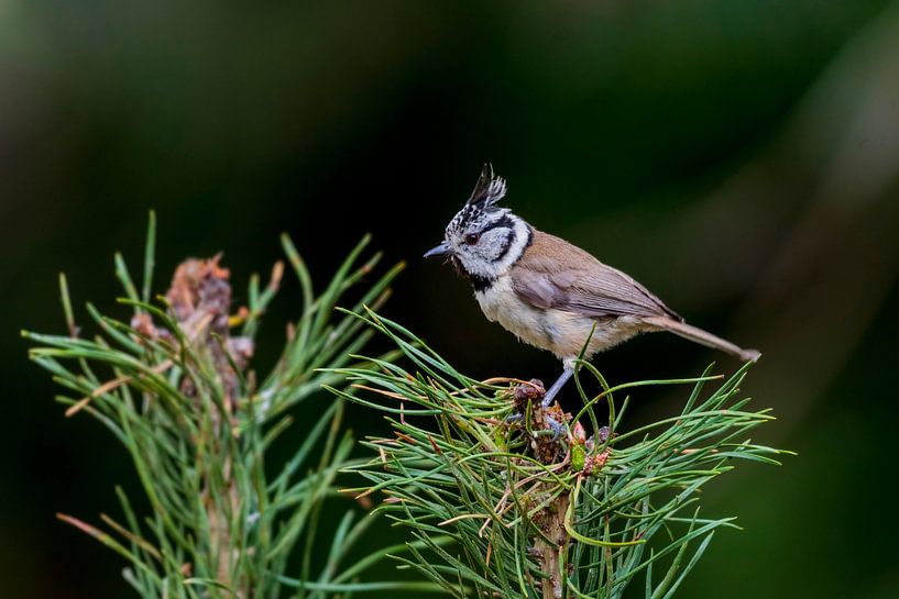 The crested tit by Merijn Loch