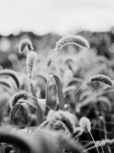 Bild eines Halms in einem Feld