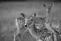 The Deer