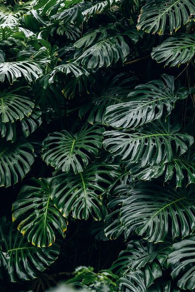 Monstera by Hello Pompoyo