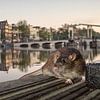 Amsterdam, Bruine rat bij Amstel rivier. van Frans Lemmens