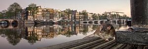 Amsterdam, Braune Ratte am Fluss Amstel.