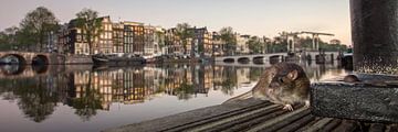 Amsterdam, Braune Ratte am Fluss Amstel. von Frans Lemmens