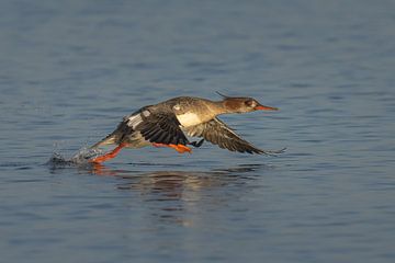 Rising Goosander by Erwin Stevens