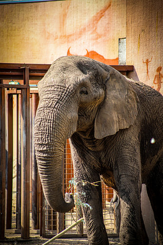 Olifant [2)