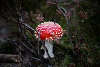 On a big mushroom