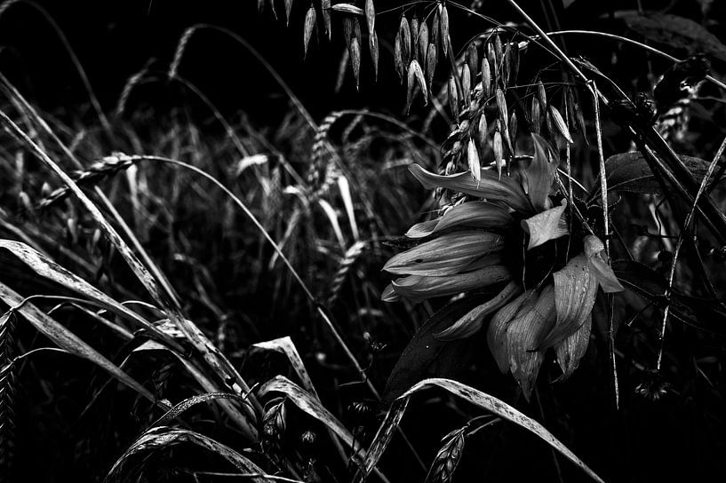 SONY DSC par Art Through the Lens
