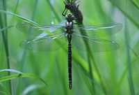 Blue-green mosaic damselfly