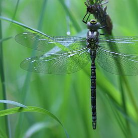 Blue-green mosaic damselfly by Matthias Brix