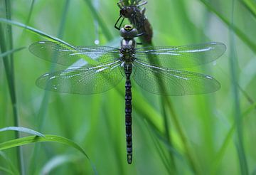 Blaugrüne Mosaikjungfer von Matthias Brix
