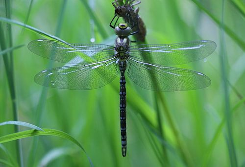 Blauwgroene mozaïekjuffer