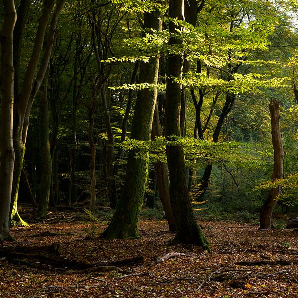 Evening light in the forest by Barbara Brolsma