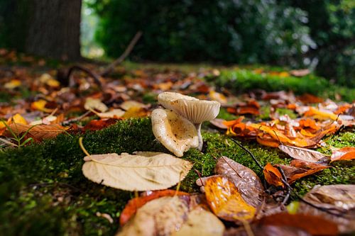 White capped fungi toadstool close up in forrest