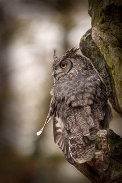 Owl on a tree looks back by KB Design & Photography (Karen Brouwer)