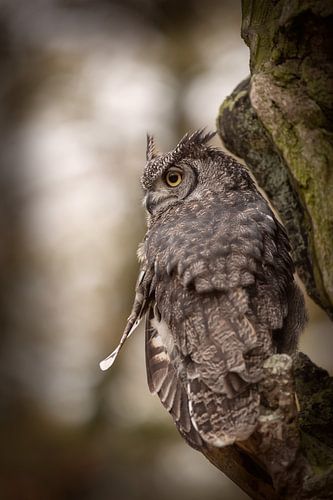 Owl on a tree looks back