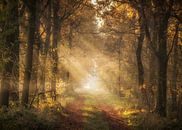 Sfeervolle bosweg Kempen Broek nabij Laurabossen van Peschen Photography thumbnail