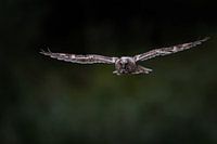 Der Flug einer jungen Waldohreule