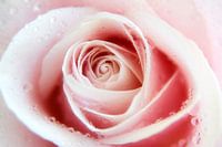 Rose-up