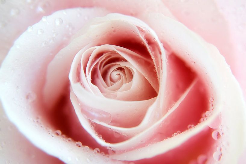 Rose-up van Elly Besselink