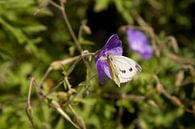 Een vlinder bij kasteel de Vanenburg van Veluws thumbnail