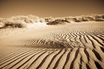 The beach grass and sand by robert wierenga