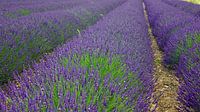 Lavendel in voller Blüte von Babetts Bildergalerie Miniaturansicht