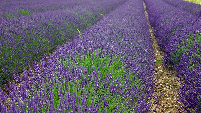 Lavendel in voller Blüte von Babetts Bildergalerie