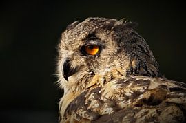 Owl by Hans van Mil