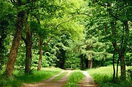 Wald in Schichten von Corinne Welp