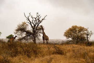 Mistige Morgen in Kruger - Giraffen aan het ontbijt van Lenneke Maasland