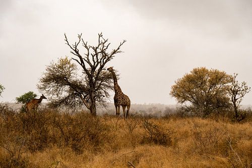 Matin brumeux à Kruger - Girafes au petit déjeuner