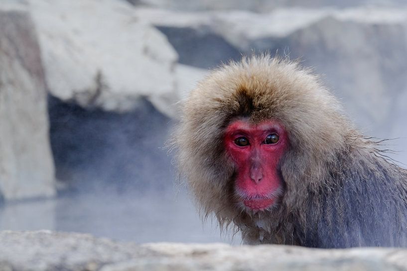 Snow Monkey 4 par Ewald Verholt