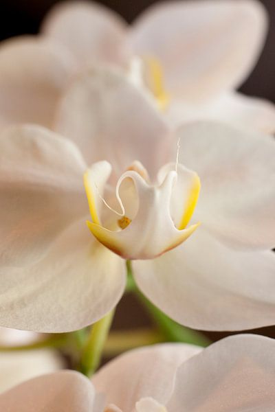 witte orchidee by Karin Keesmaat Kijk-Kunst