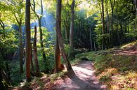 Herbstwald im Nationalpark Jasmund von Ostsee Bilder Miniaturansicht