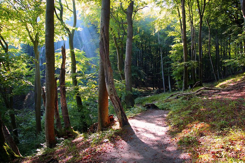 Herbstwald im Nationalpark Jasmund von Ostsee Bilder