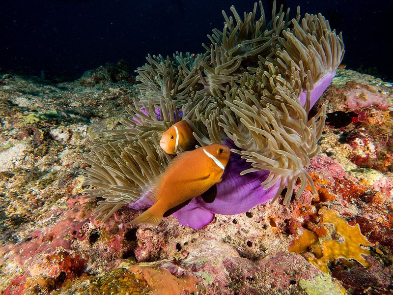 Skunk-Anemonenfisch von Ilan Ben Tov