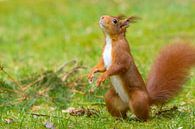 Écureuil rouge sur ses pattes arrières par Remco Van Daalen Aperçu