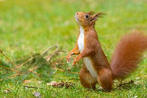 Rotes Eichhörnchen auf seinen Hinterbeinen