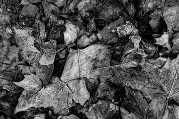 Esdoornbladeren met Hoarfrost zwart-wit van Dieter Walther