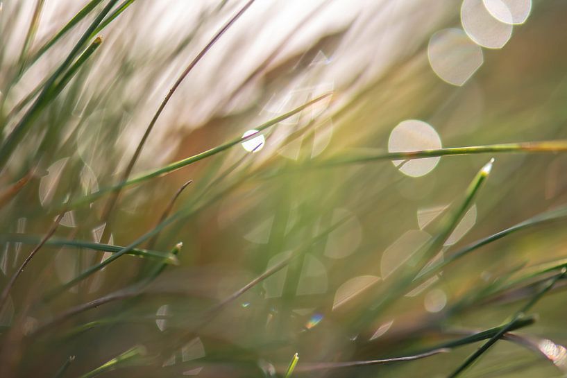 bokeh herbe ornementale par Tania Perneel