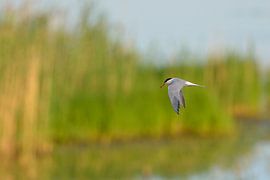 Flussseeschwalbe im Flug von Karin Jähne