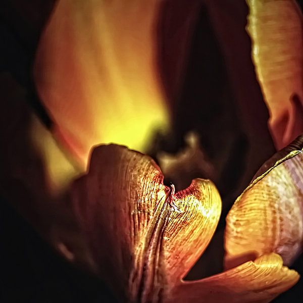 Tulip par Harrie van der Meer