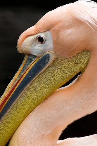 Pelican