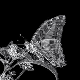 Butterfly X-ray by The White Rabbit