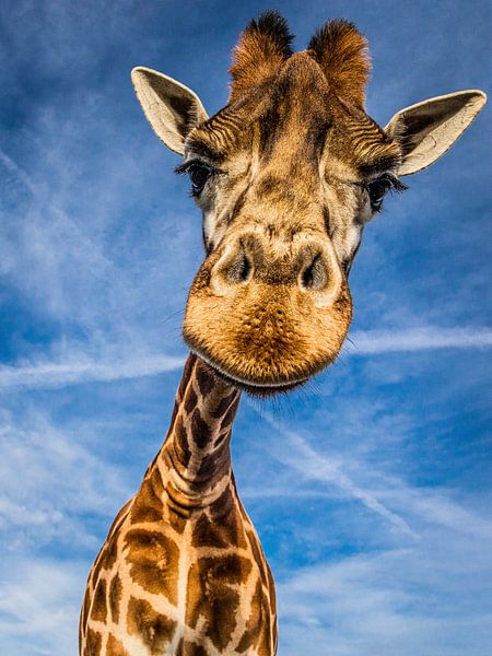 Girafe heureuse par Rick Smulders