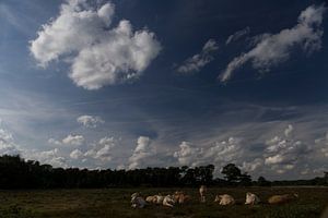Kudde koeien op de heide, Strijbeek, Strijbeekse heide, Noord-Brabant, Holland, Nederland afbeelding sur Ad Huijben