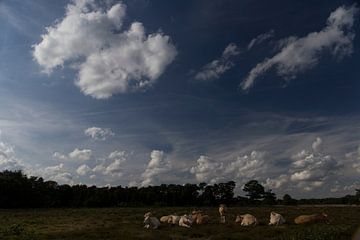 Kudde koeien op de heide, Strijbeek, Strijbeekse heide, Noord-Brabant, Holland, Nederland afbeelding van Ad Huijben