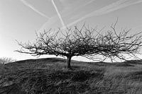 Un arbre avec une histoire