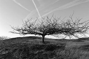 Baum mit Geschichte von Rob Donders Beeldende kunst